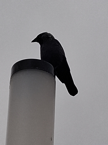 Eurasian Jackdaw