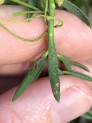 Philotheca queenslandica
