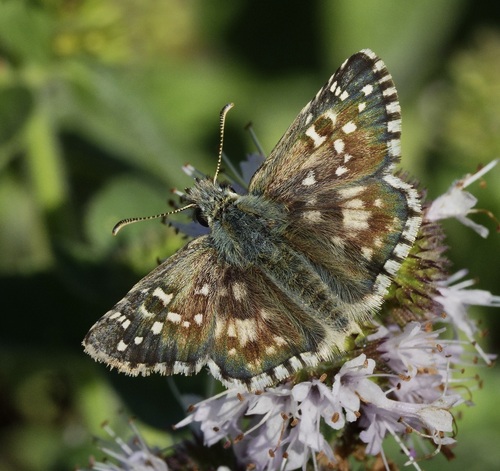Oberthür's grizzled skipper