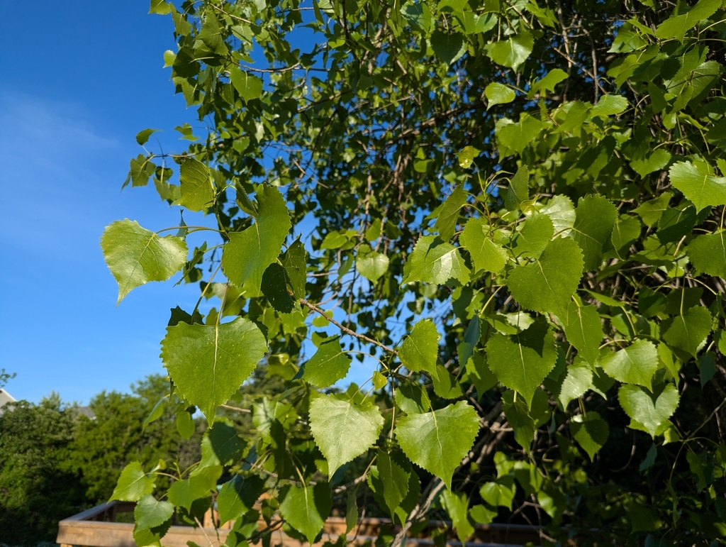 Populus deltoides; photograph (c) Loïc Mathieu, some rights reserved (CC BY)