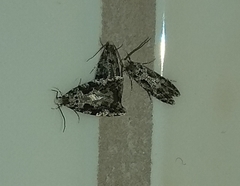 Nemapogon granella