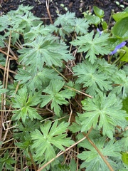 Geranium bicknellii