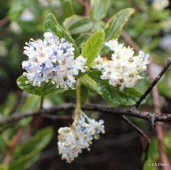 Ceanothus
