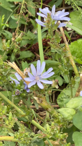 chicory