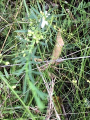 Philotheca queenslandica