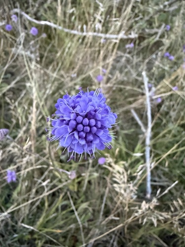 Devil's-bit Scabious