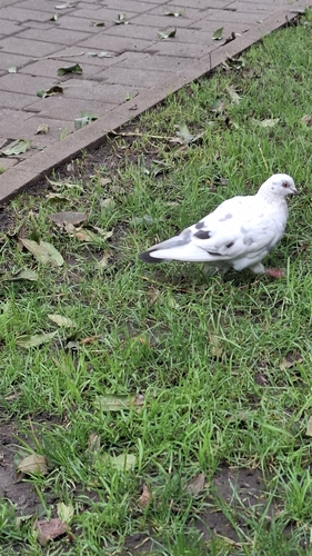 Feral Pigeon