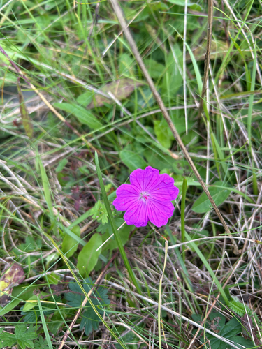 Bloody Crane's-bill