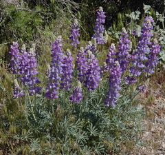 Lupinus excubitus austromontanus