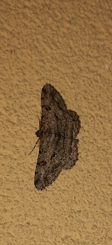 Willow Beauty