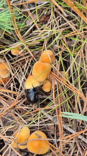 Woodland Dor Beetle