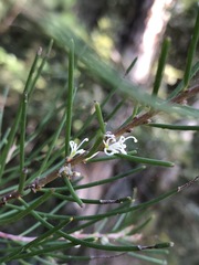 Hakea actites