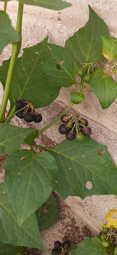 black nightshade