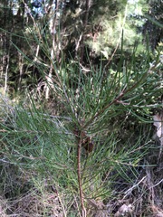 Hakea actites