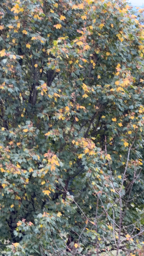 Montpellier Maple