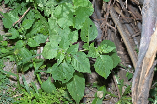 black nightshade