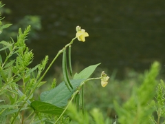 Vigna angularis