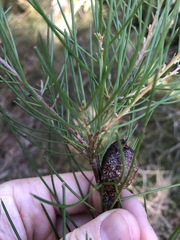Hakea actites