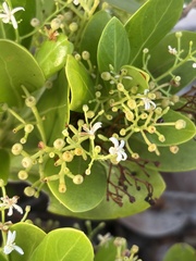 Erithalis fruticosa