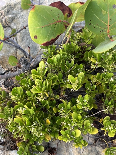 Erithalis fruticosa, photograph 2