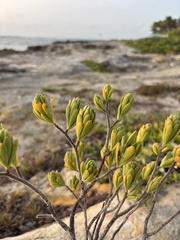 Suriana maritima