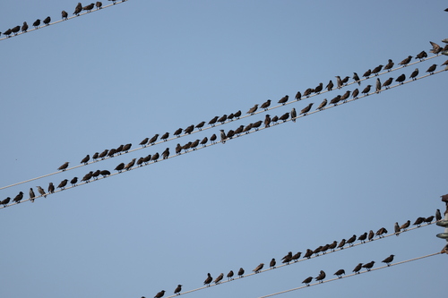 European Starling