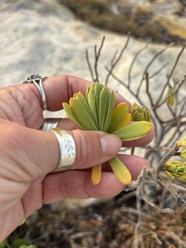 Suriana maritima, photograph 2