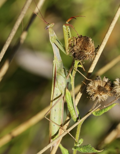 European Mantis