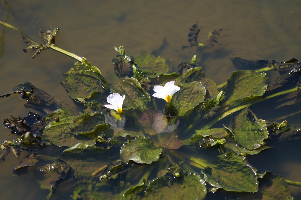 Ottelia alismoides; photograph (c) WATANABE Hitoshi 渡辺仁, some rights reserved (CC BY)