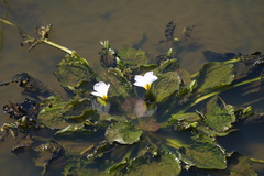 Ottelia alismoides
