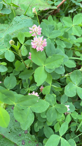Alsike clover