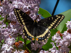 Papilio indra