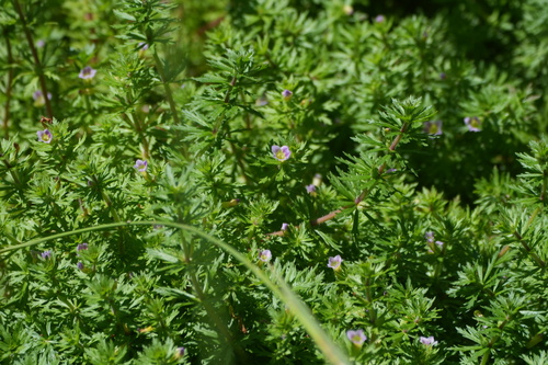 Limnophila sessiliflora, photograph 6