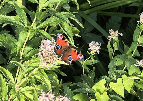European Peacock Butterfly