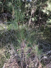 Hakea actites