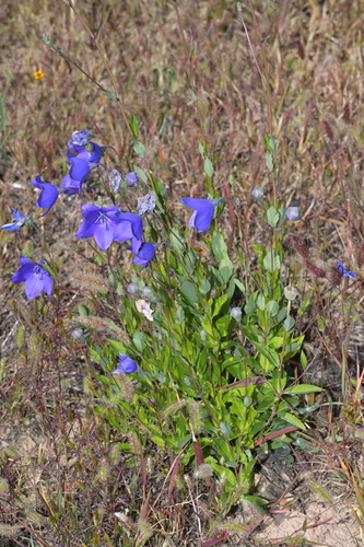 balloon flower