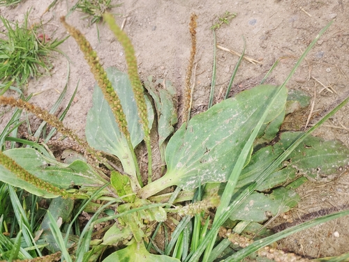 greater plantain