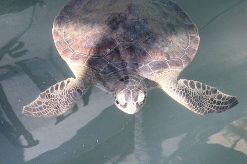 Green Sea Turtle observed by dylanfindlay1