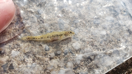 Caucasian Dwarf Goby, Netherlands, photo 6 of 10