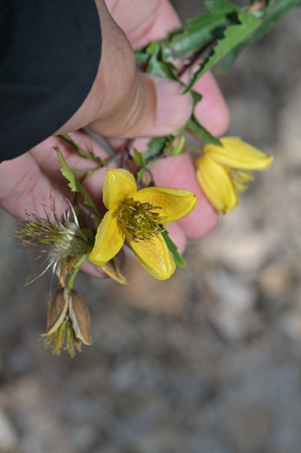 Clematis fruticosa
