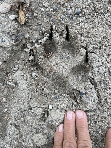 Gray Wolf