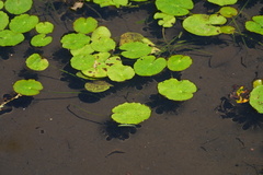 Nymphoides peltata, photograph (c) WATANABE Hitoshi 渡辺仁, some rights reserved (CC BY)