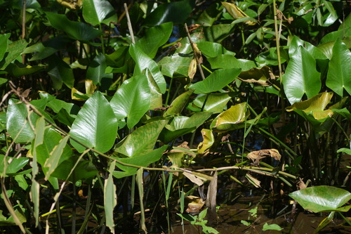 Nuphar japonica