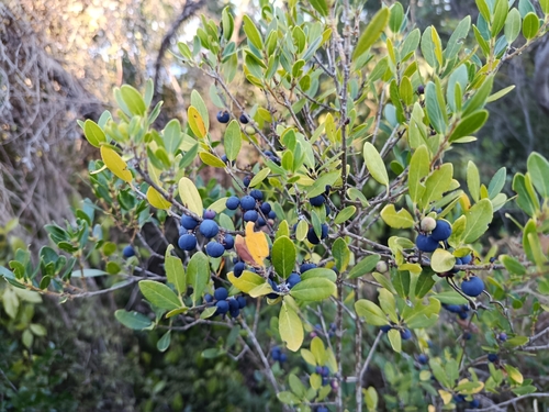 Green Olive Tree