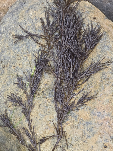 Halidrys dioica, 2026-09-14