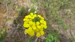 Erysimum odoratum