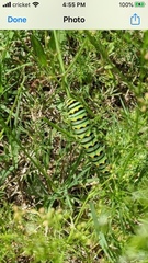 Papilio polyxenes