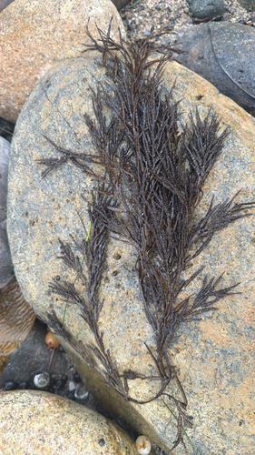 Halidrys dioica, 2026-09-14