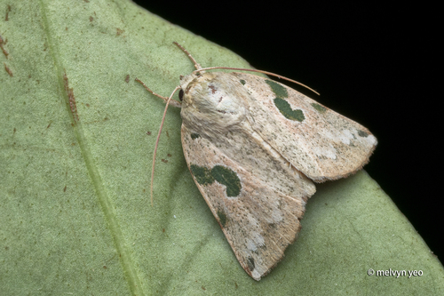 Chloroplaga nygmia