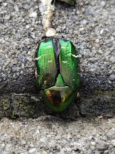 European Rose Chafer